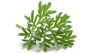 wormwood